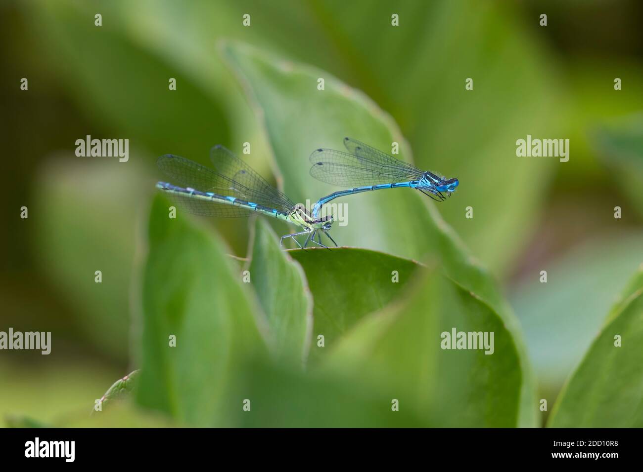 Azure Damselflies, Coenagrion puella, perched on Bogbean leaves in a pond, Dumfries & Galloway, Scotland Stock Photo
