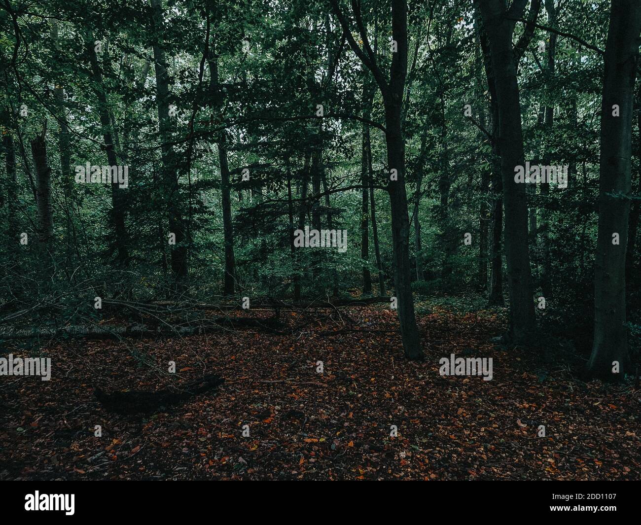 Dark autumn forest hi-res stock photography and images - Alamy