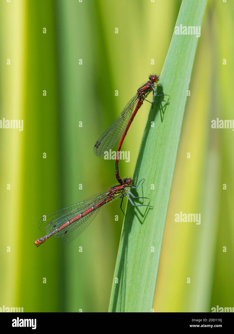 Large red Damselflies, Pyrrhosoma nymphula, on iris leaves in a pond, Dumfries & Galloway, Scotland Stock Photo