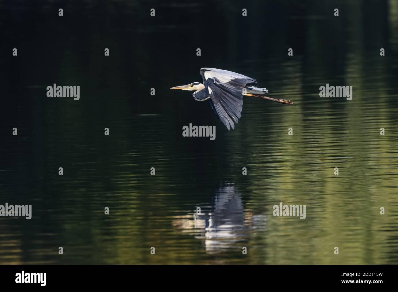 Gray heron in flight over a lake in Ostholstein. The still green trees reflect in the water and form a nice contrast to the bird. Stock Photo