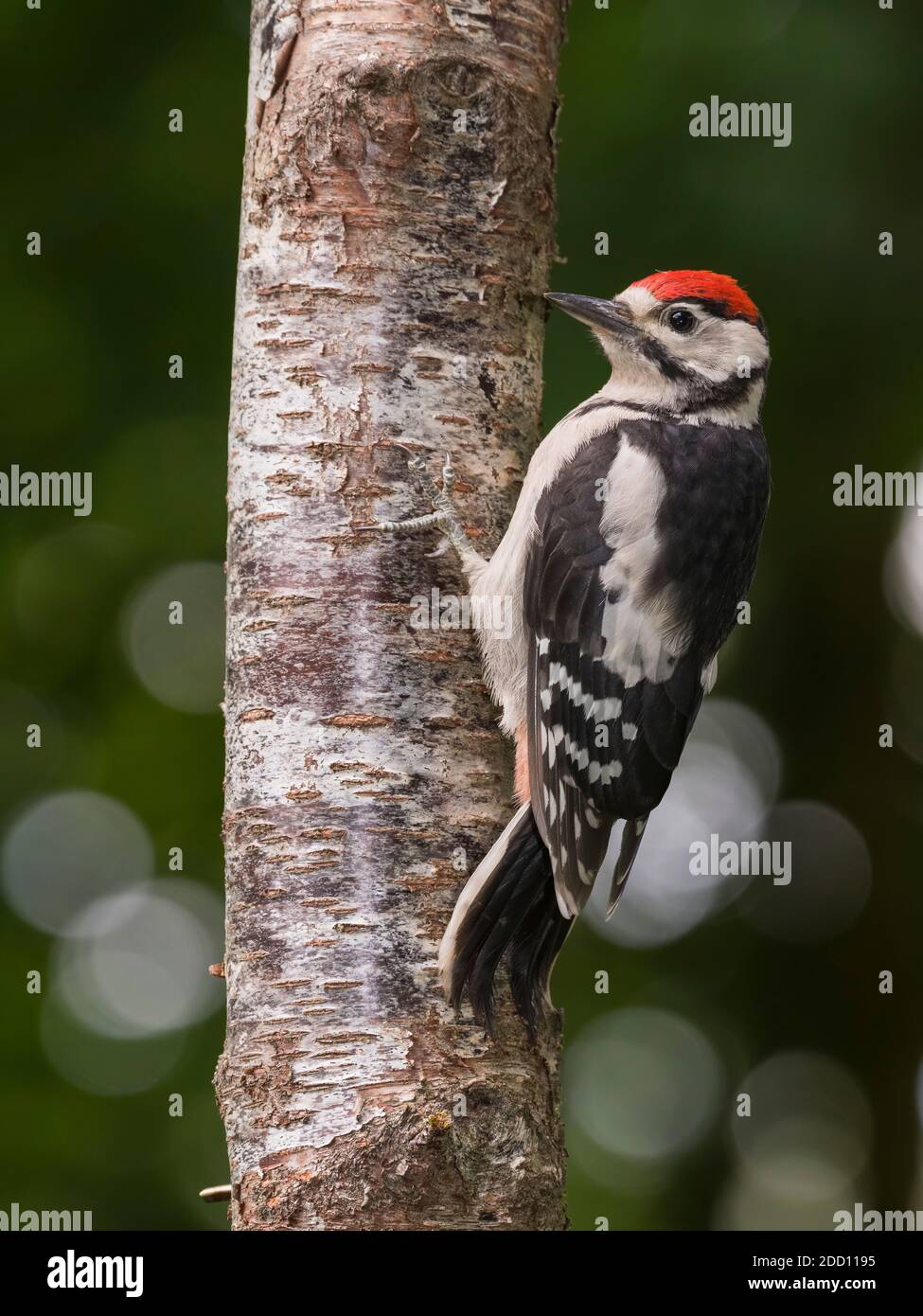 Juvenile Great Spotted Woodpecker, Dendrocopos major, on a birch tree, Dumfries & Galloway, Scotland Stock Photo