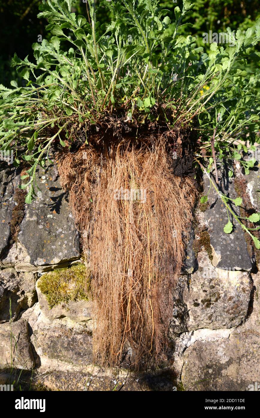 Daisy Roots High Resolution Stock Photography and Images Alamy