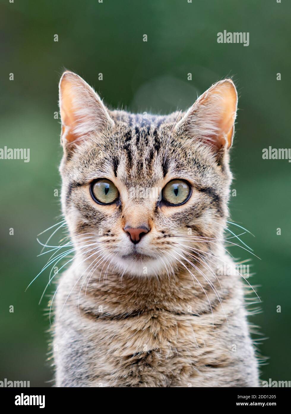Beautiful grey cat enjoying in a park Stock Photo - Alamy