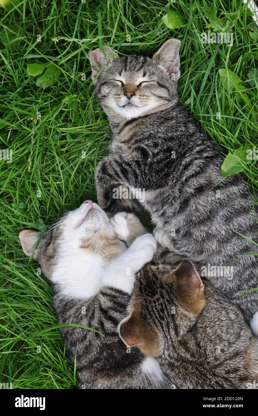 Three tabby cats are sleeping on the grass in love Stock Photo Alamy