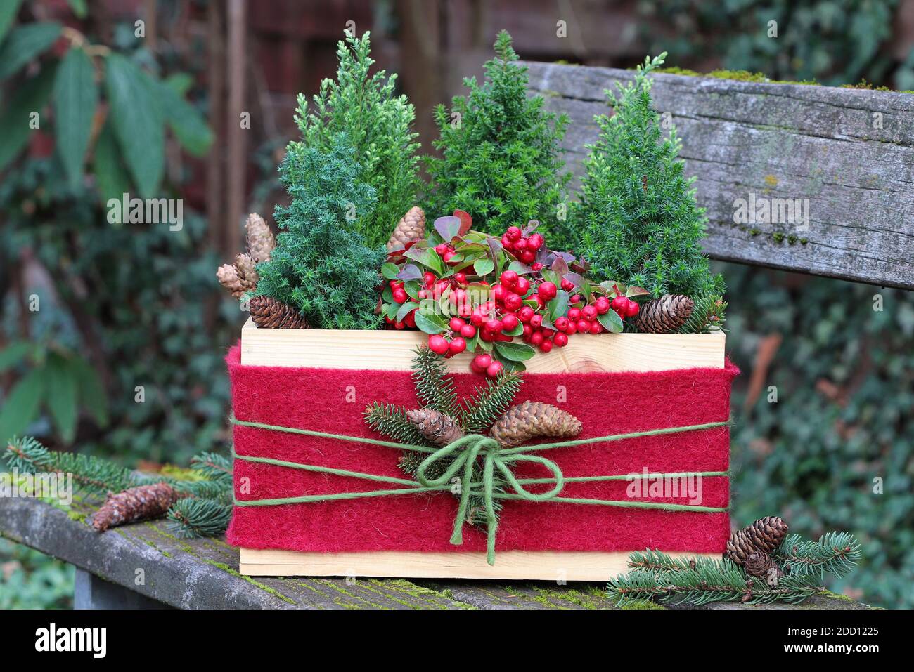 gaultheria procumbens and coniferous in wooden box as winter garden decoration Stock Photo