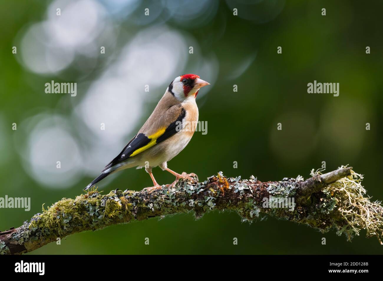 Goldfinch, Carduelis carduelis, Dumfries & Galloway, Scotland Stock Photo