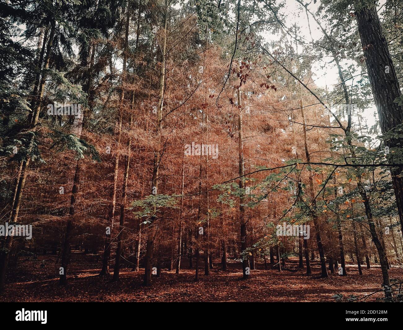 Rays in forest hi-res stock photography and images - Alamy