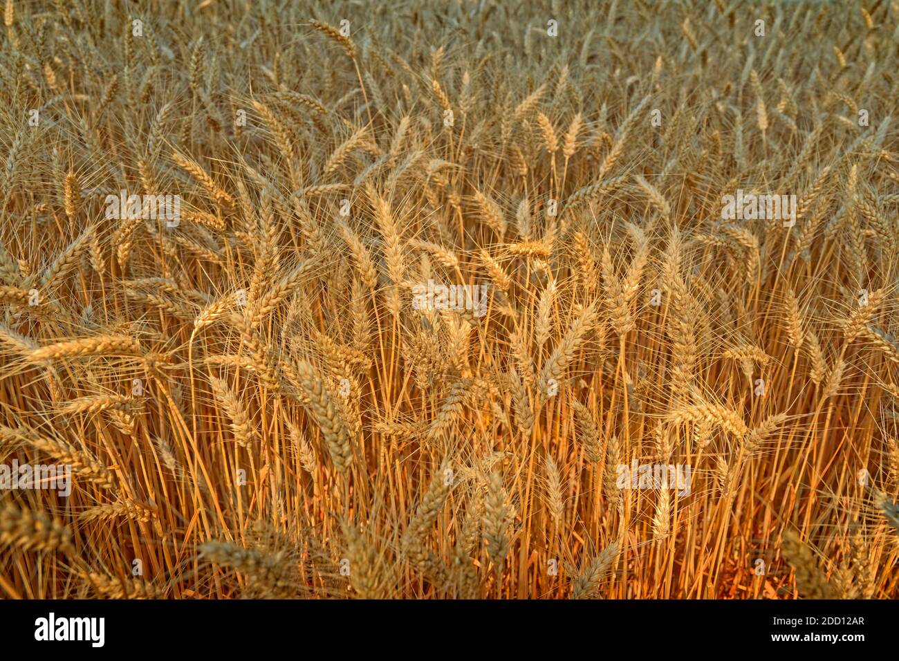 Ripe Durum wheat awaiting harvest. Stock Photo