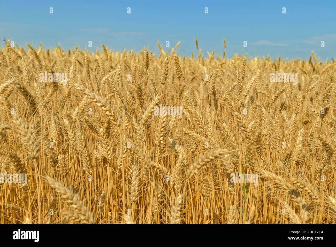 Ripe Durum wheat awaiting harvest. Stock Photo