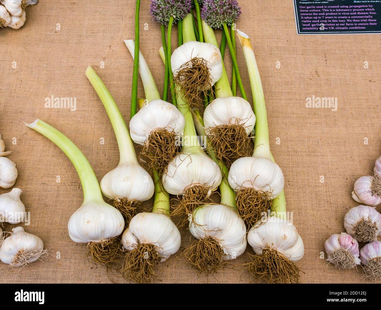 Elephant Garlic Plant