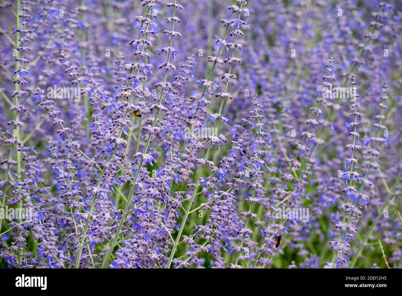 English Lavender Vera fronds, Lavandula Angustifolia Vera. Stock Photo