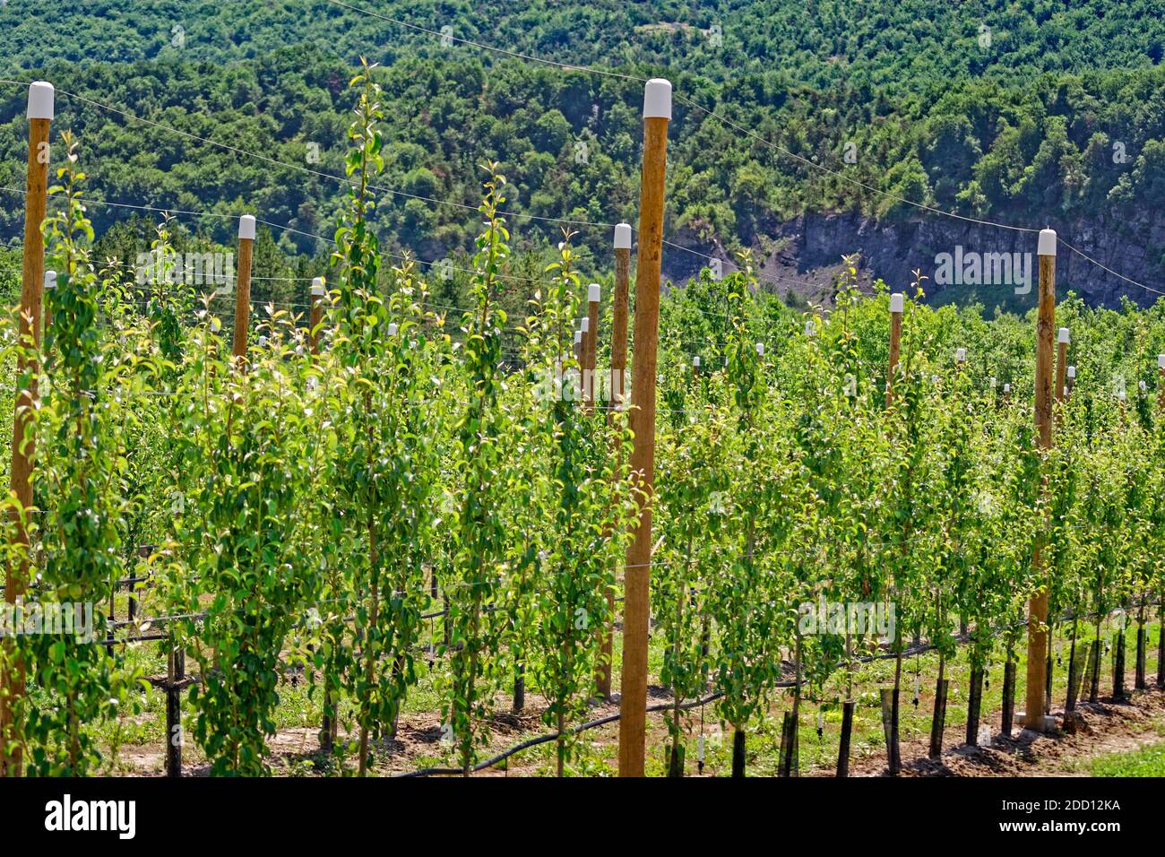 Fruit trees with netting poles for use of cover nets to keep birds off when the fruit appears. Stock Photo