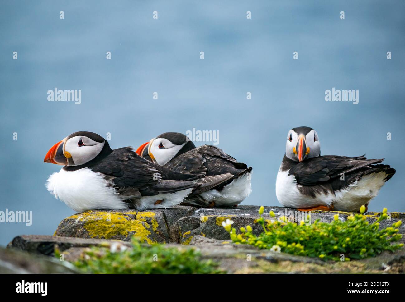 Close up of trio of puffins, Fratercula Arctica, on cliff ledge, Isle of May seabird nature reserve, Scotland, UK Stock Photo