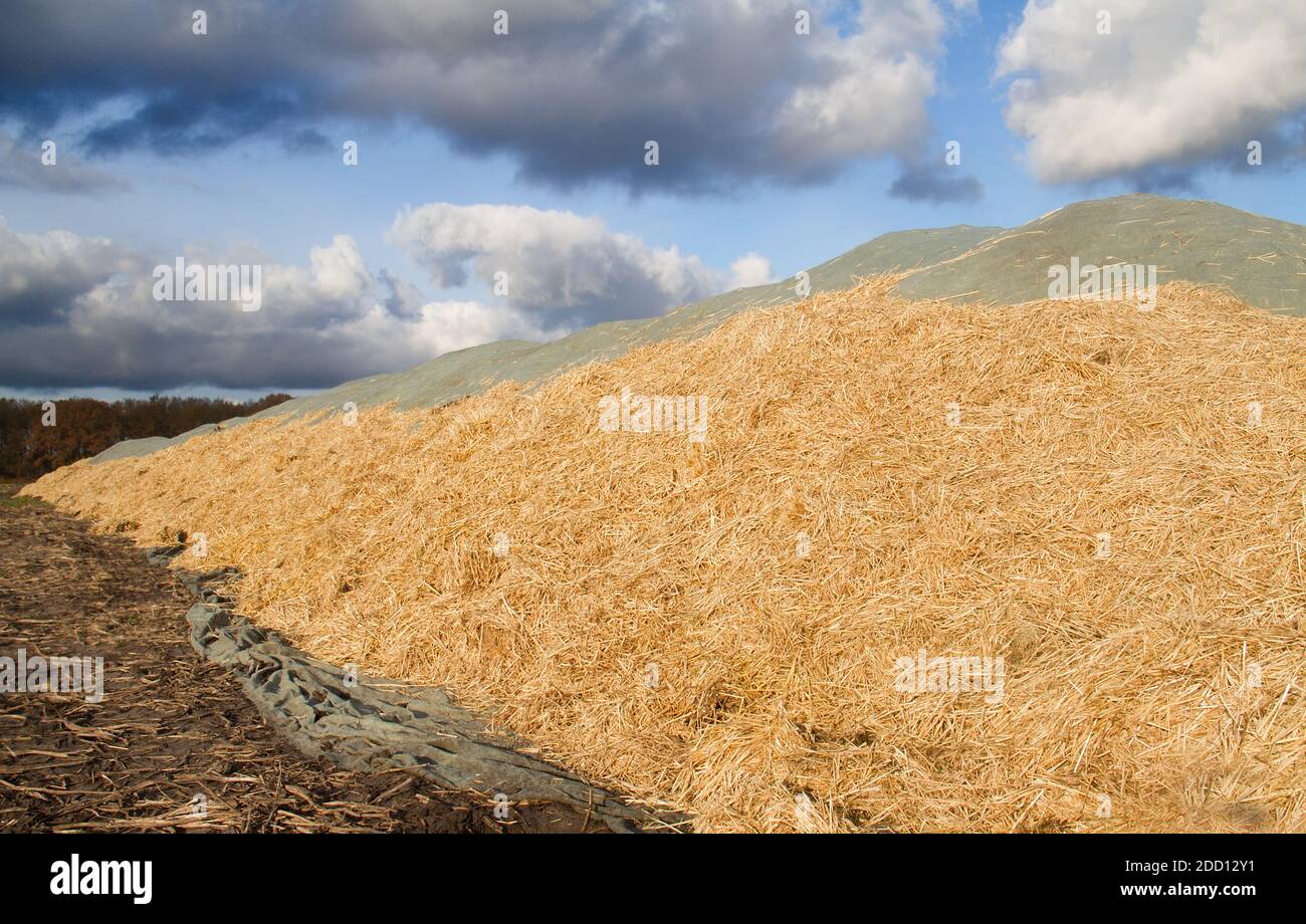 Heap of harvested potatoes, covered with white foil and straw, under a blue sky with white clouds Stock Photo