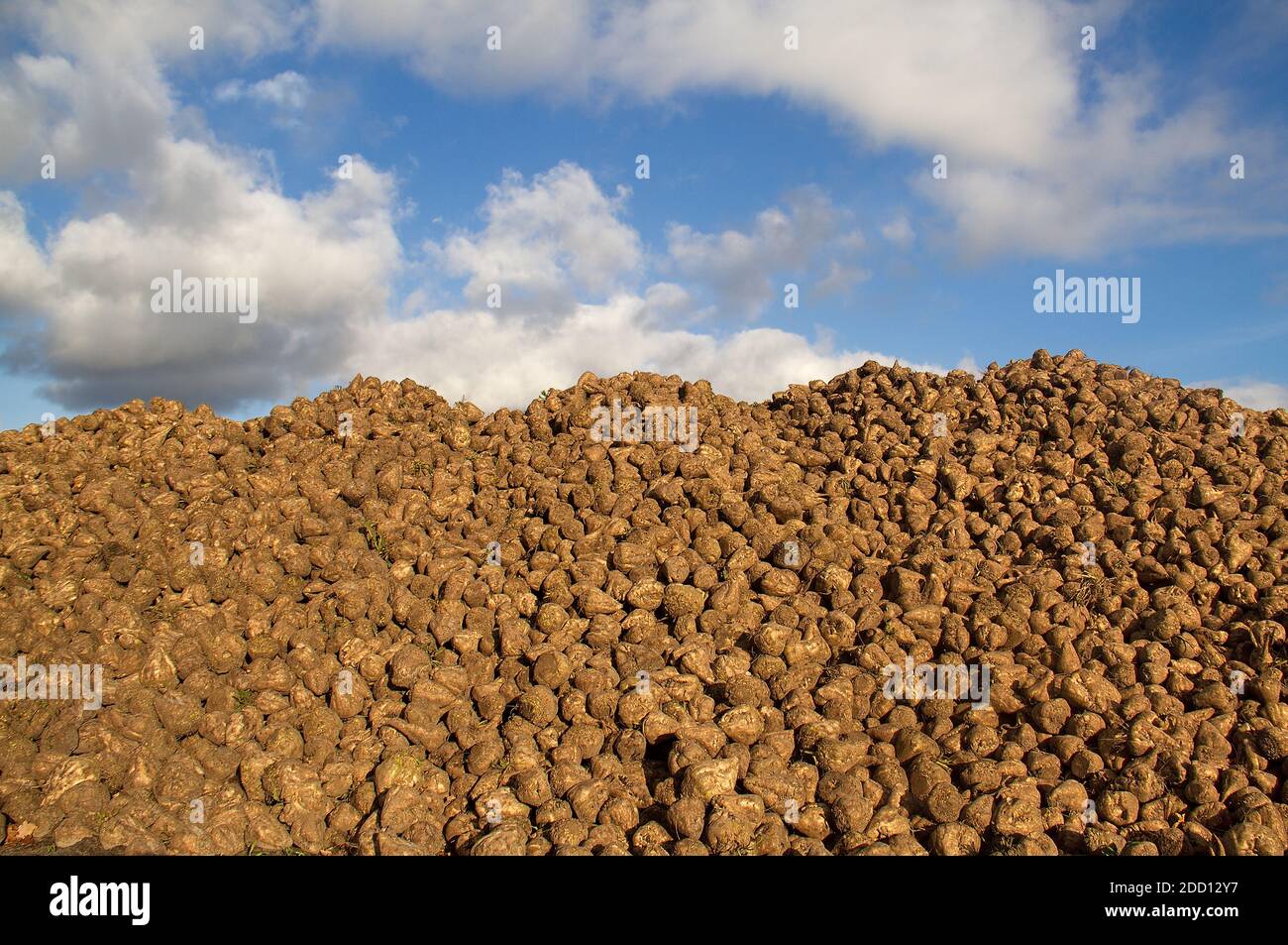 Heap of Sugar beet in autumn after harvest under blue sky with clouds Stock Photo