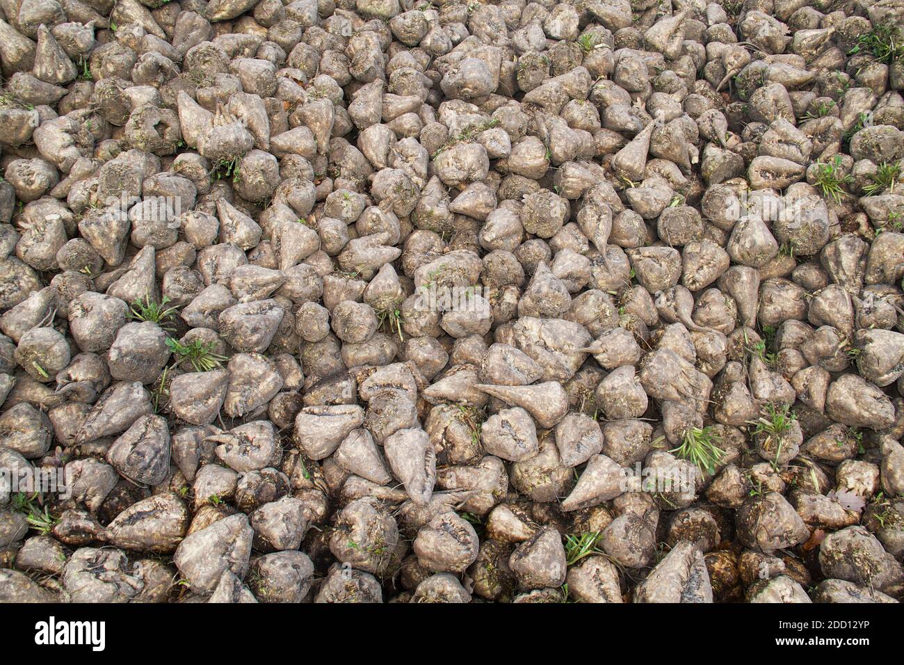 Heap of Sugar beet in autumn after harvest Stock Photo