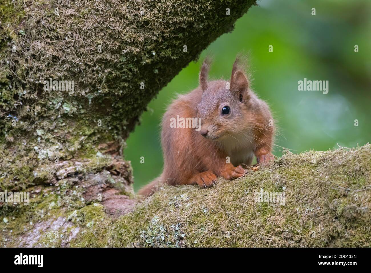 Red Squirrel, Sciurus vulgaris, Dumfries & Galloway, Scotland Stock Photo