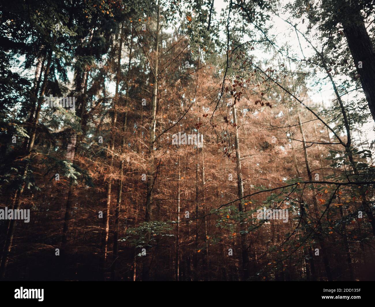 Rays in forest hi-res stock photography and images - Alamy