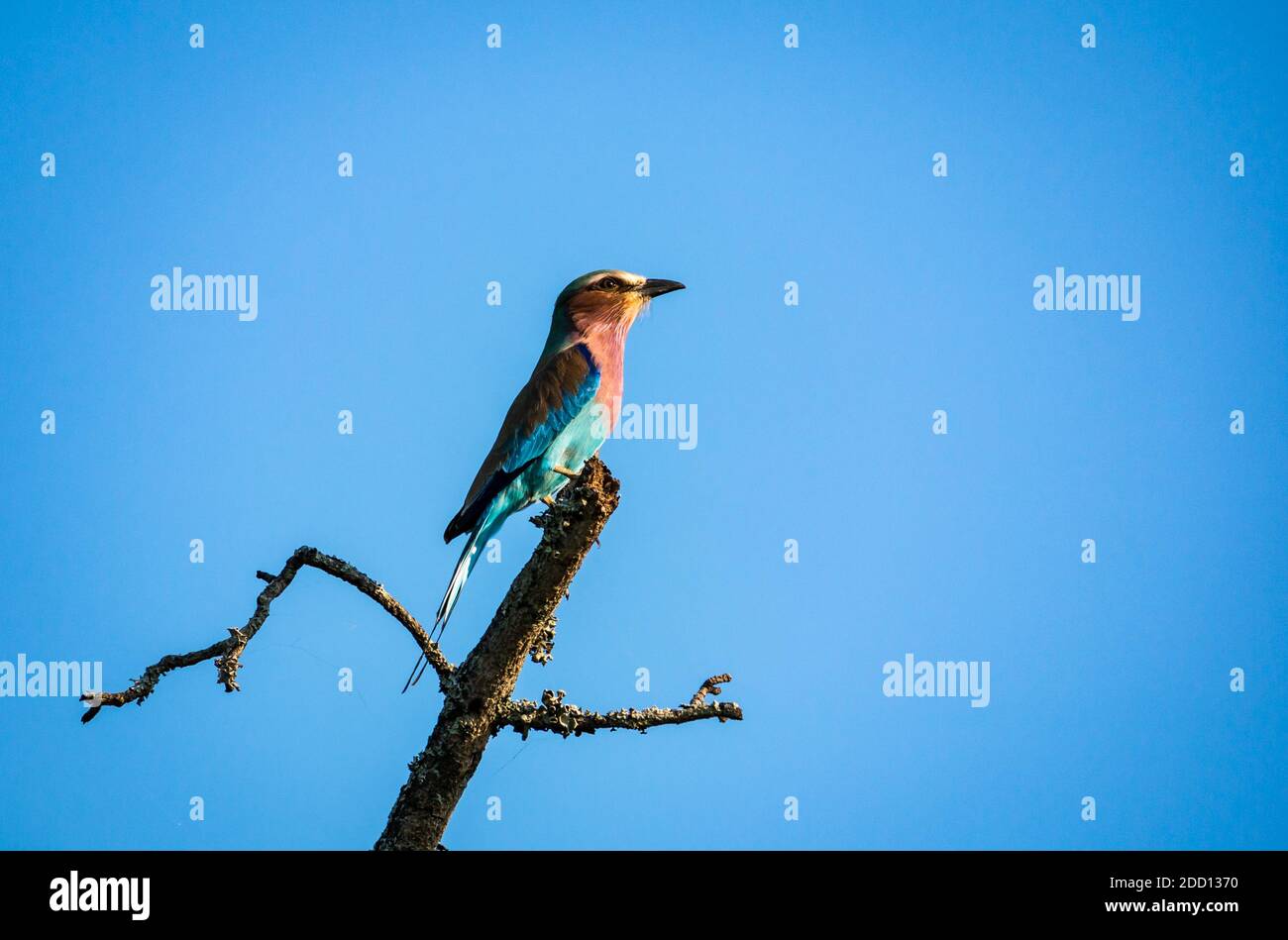 Colourful lilac breasted roller, Coracias caudatus, perched on dead branch against blue sky,  Sabi Sands safari game reserve, Kruger, South Africa Stock Photo