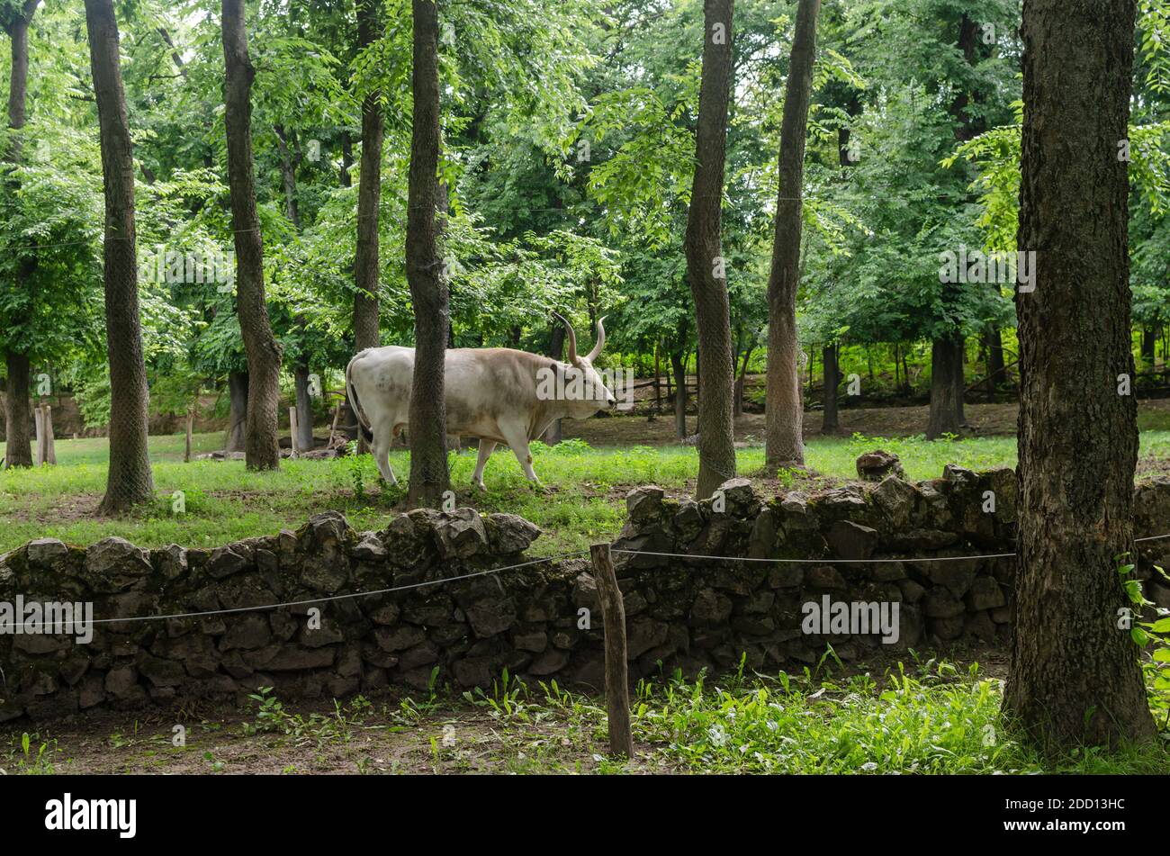 Bull in a green surrounding in a zoo garden Stock Photo