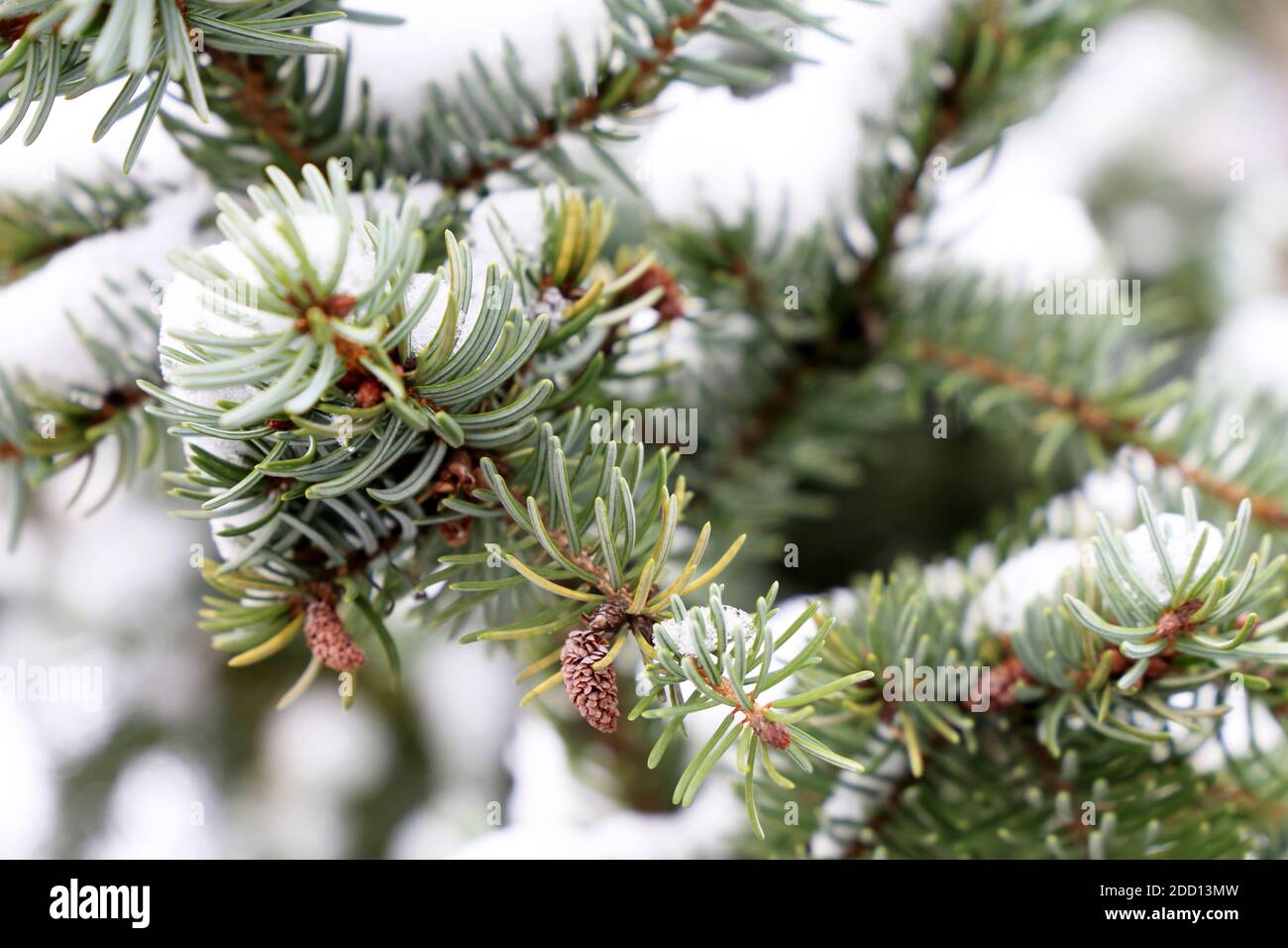 Spruce branches with needles covered by snow. Natural fir tree in winter for Christmas and New Year background Stock Photo