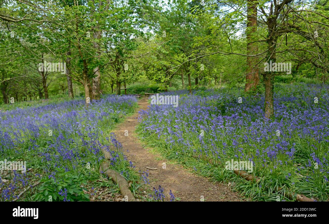 Woodland carpet of the common Bluebell Stock Photo