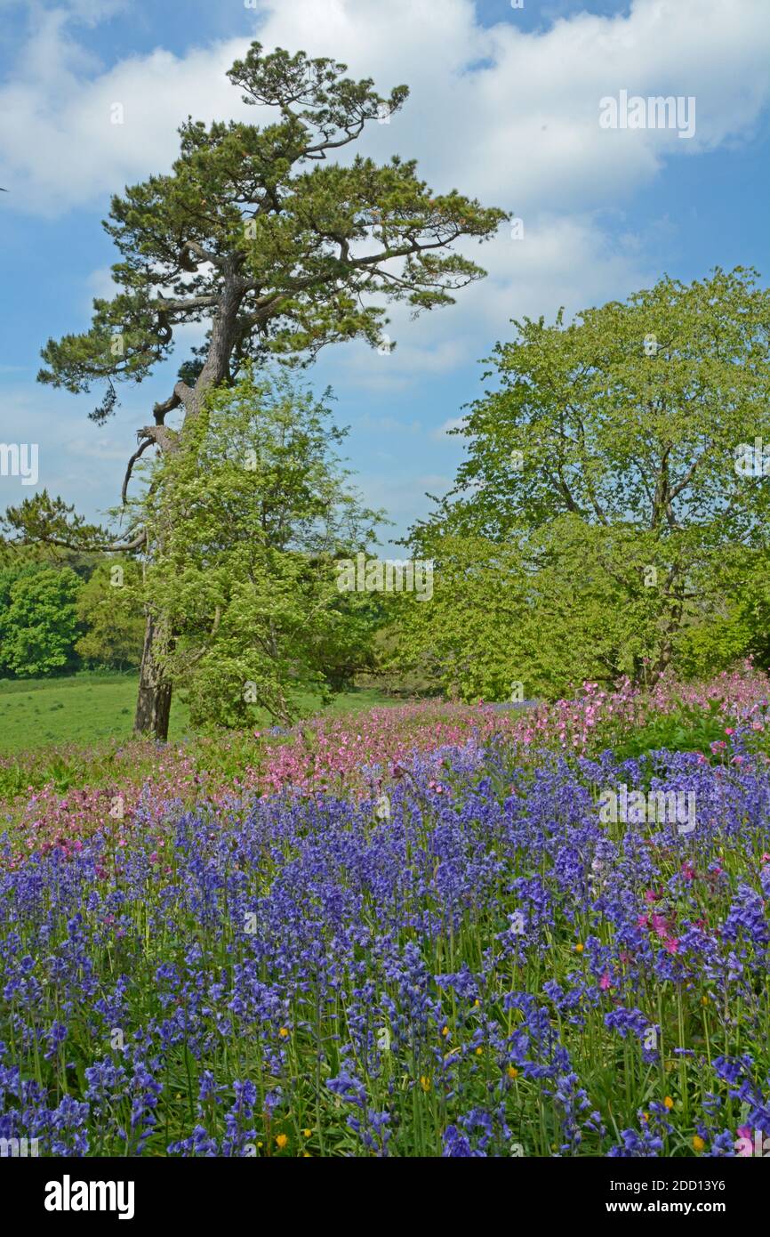 Beautiful carpet of Bluebell and Red Campion, often flowering together in mid to late spring Stock Photo