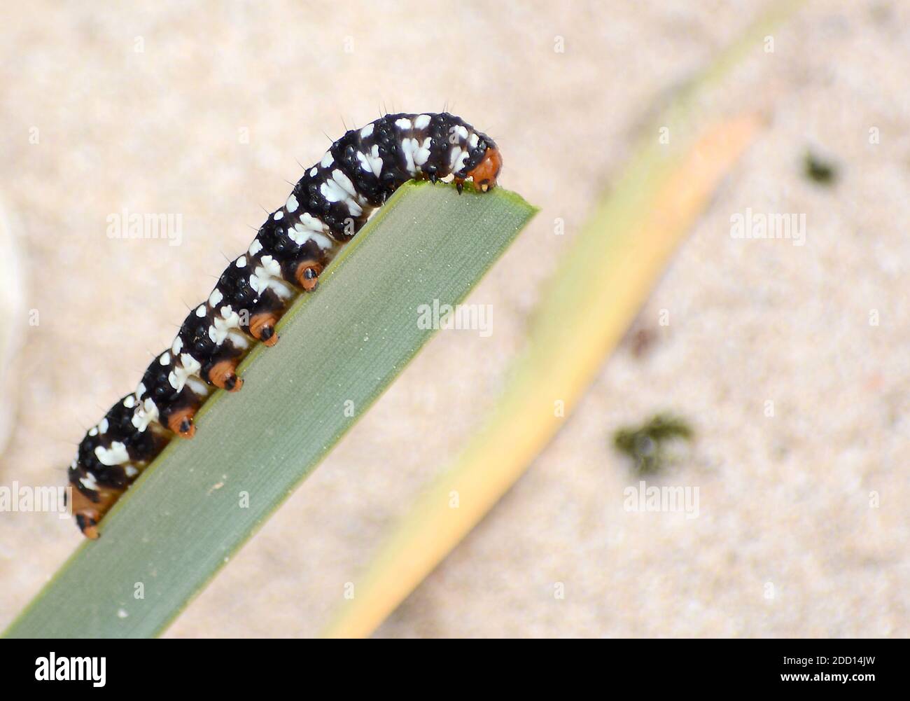 Spanish convict caterpillar (Xanthopastis regnatrix) Stock Photo