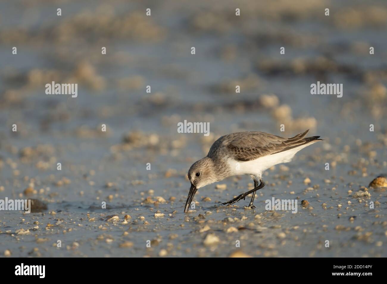 Broad-billed Sandpiper on the northeastern coast of Qatar Stock Photo