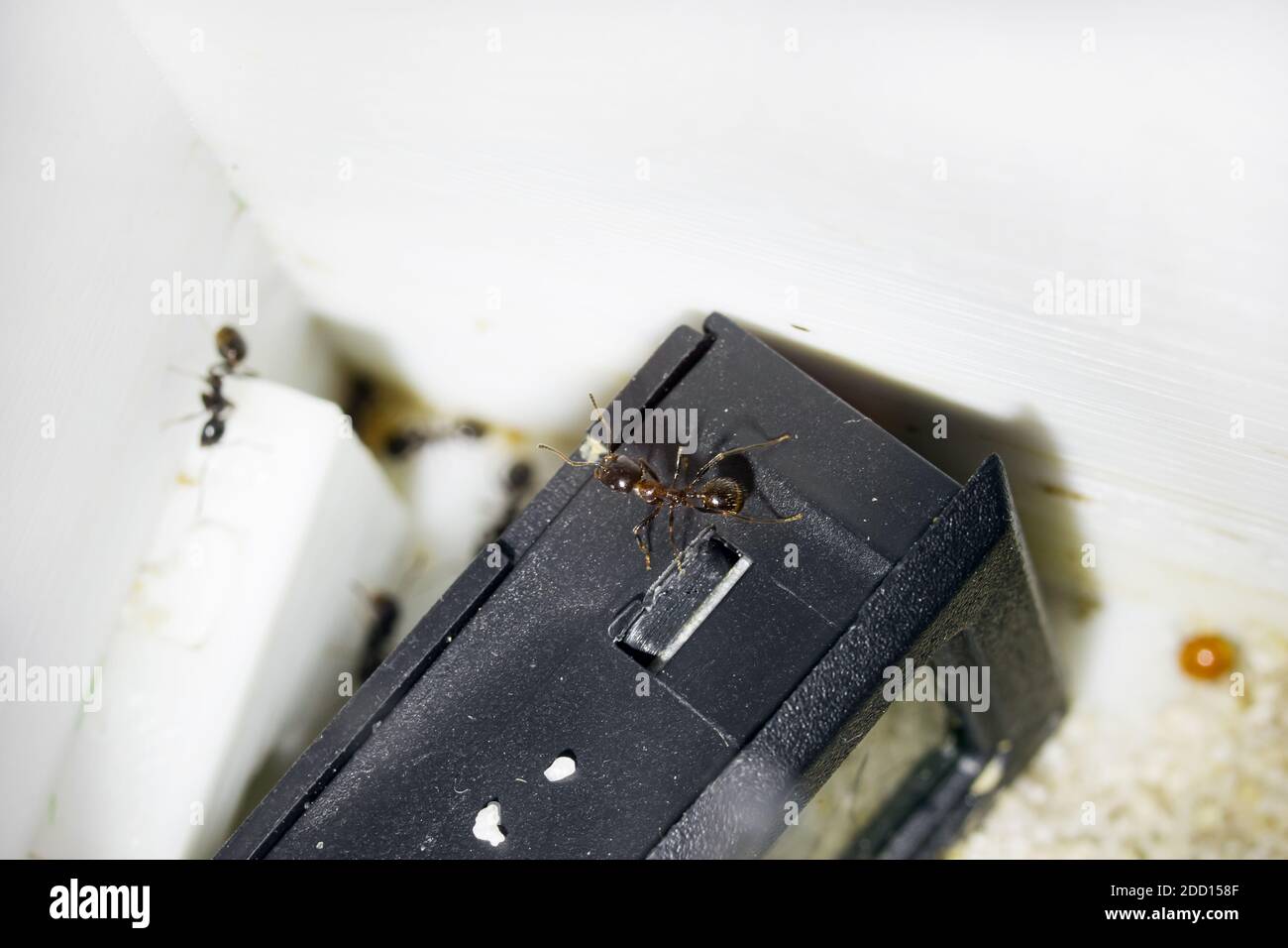 Messor structor hi-res stock photography and images - Alamy