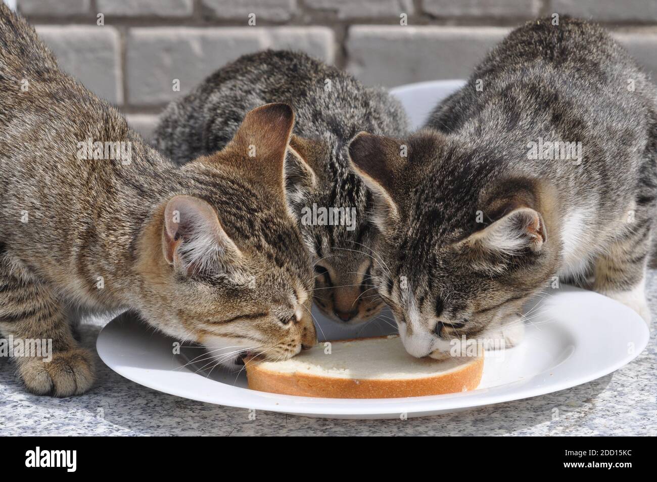 three hungry cats eating white bread and butter on the table Stock