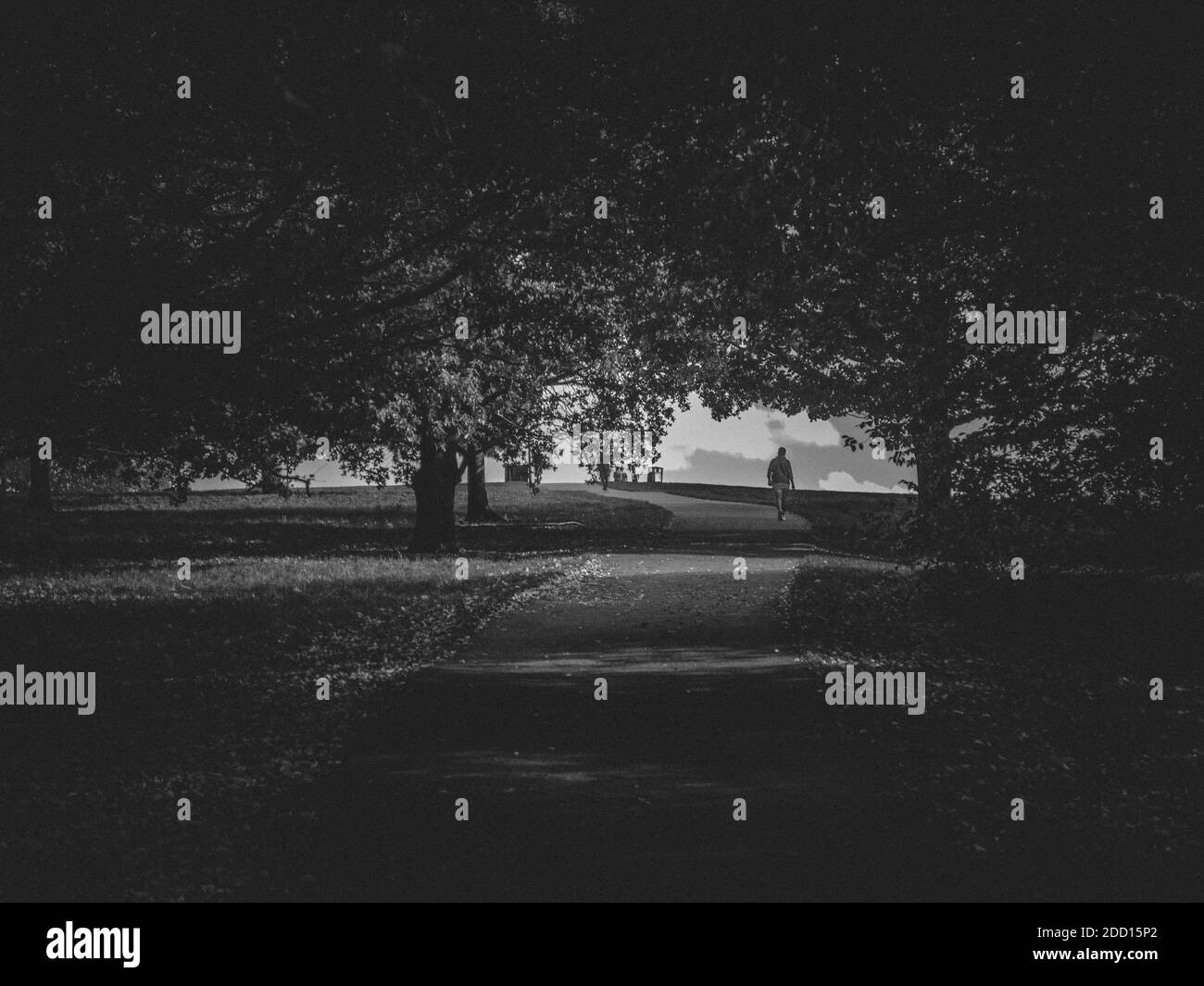 Solo walk through the trees - Black and White Stock Photo