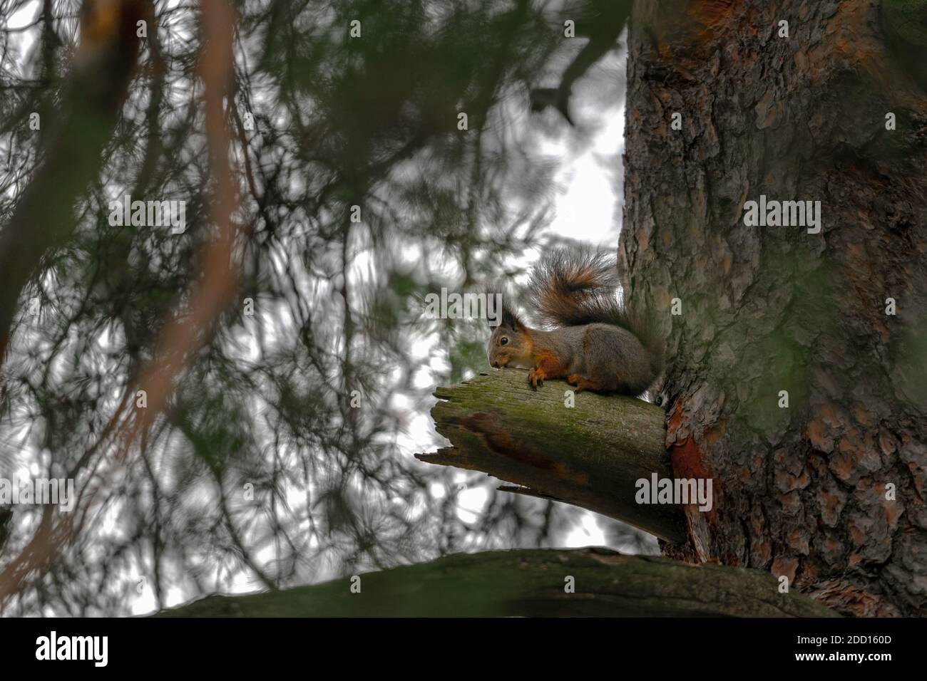 An amazing Eurasian red squirrel, Sciurus vulgaris, sits and eats on a pine branch in the thicket on a cloudy November day in the city park. Side view Stock Photo