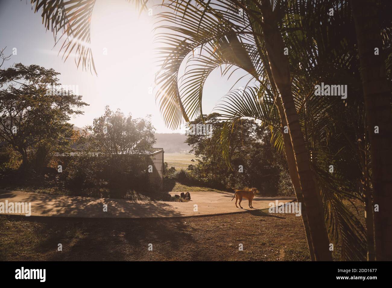 Park summer sun tree hi-res stock photography and images - Alamy