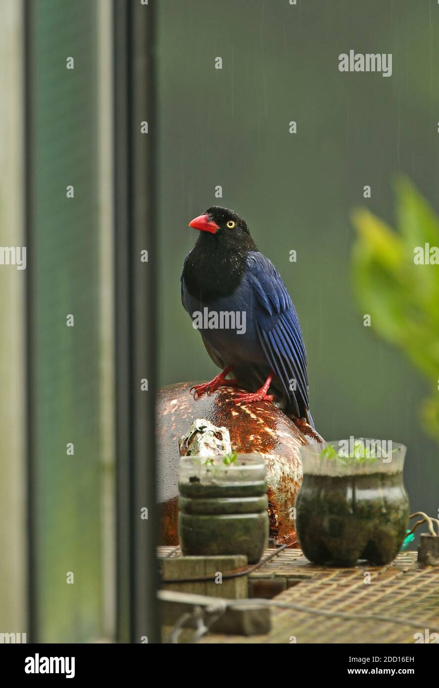 Taiwan Blue Magpie (Urocissa caerulea) adult sheltering from rain on house balcony  Taiwan            April Stock Photo