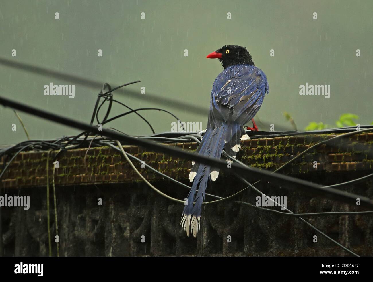 Taiwan Blue Magpie (Urocissa caerulea) adult perched on house  in the rain, endemic species  Taiwan            April Stock Photo