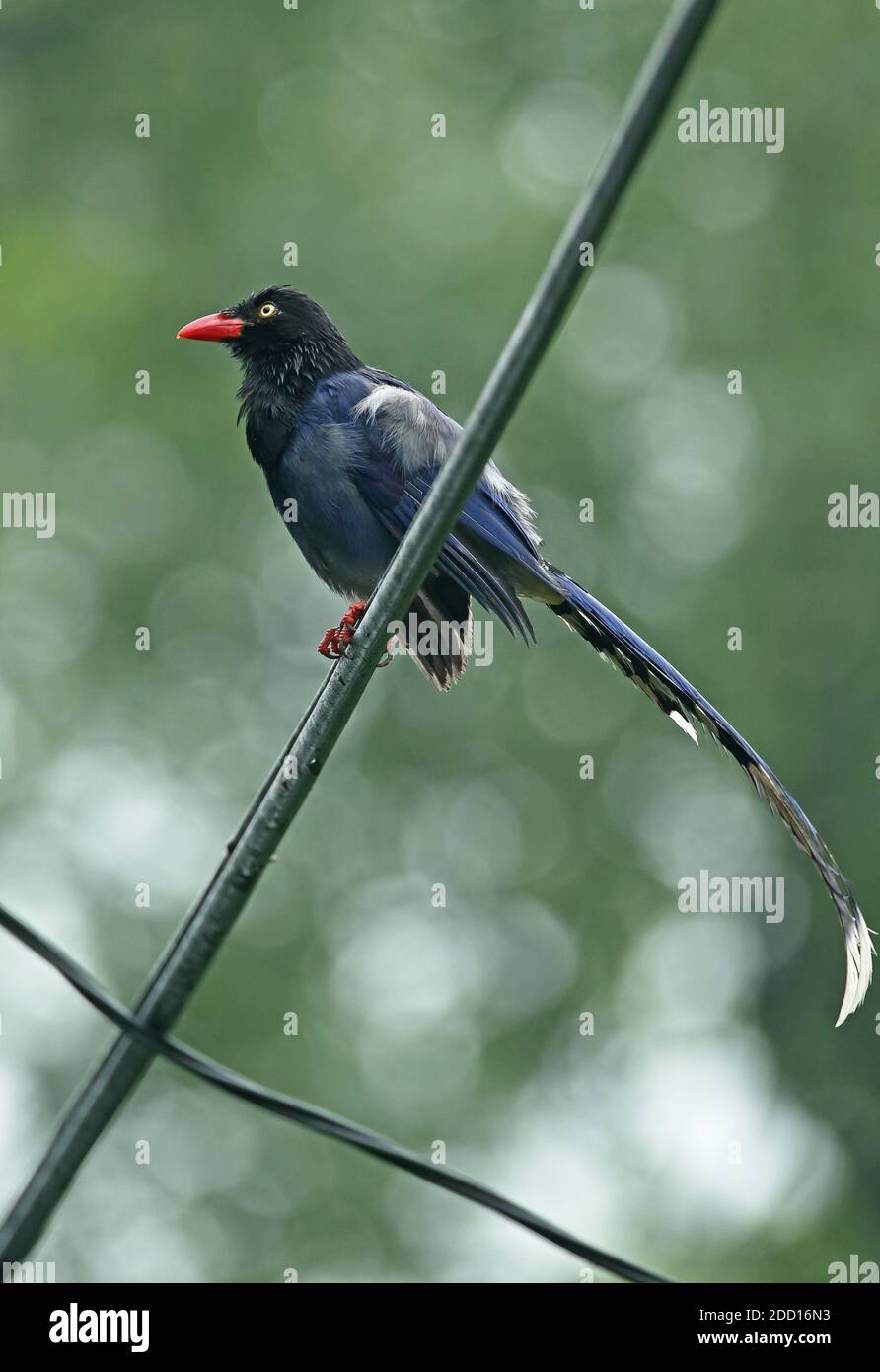 Taiwan Blue Magpie (Urocissa caerulea) adult perched on power-line wet after rain, endemic species  Taiwan            April Stock Photo