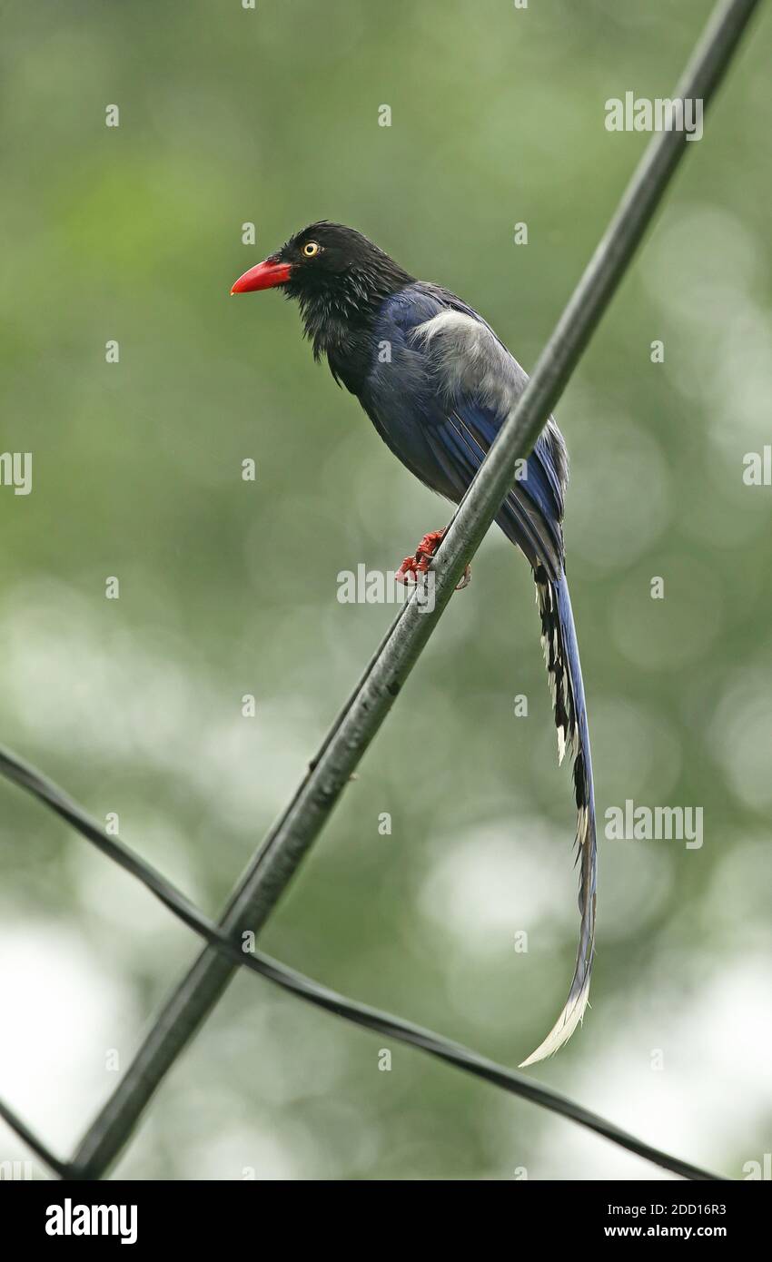 Taiwan Blue Magpie (Urocissa caerulea) adult perched on power-line wet after rain' endemic species  Taiwan            April Stock Photo