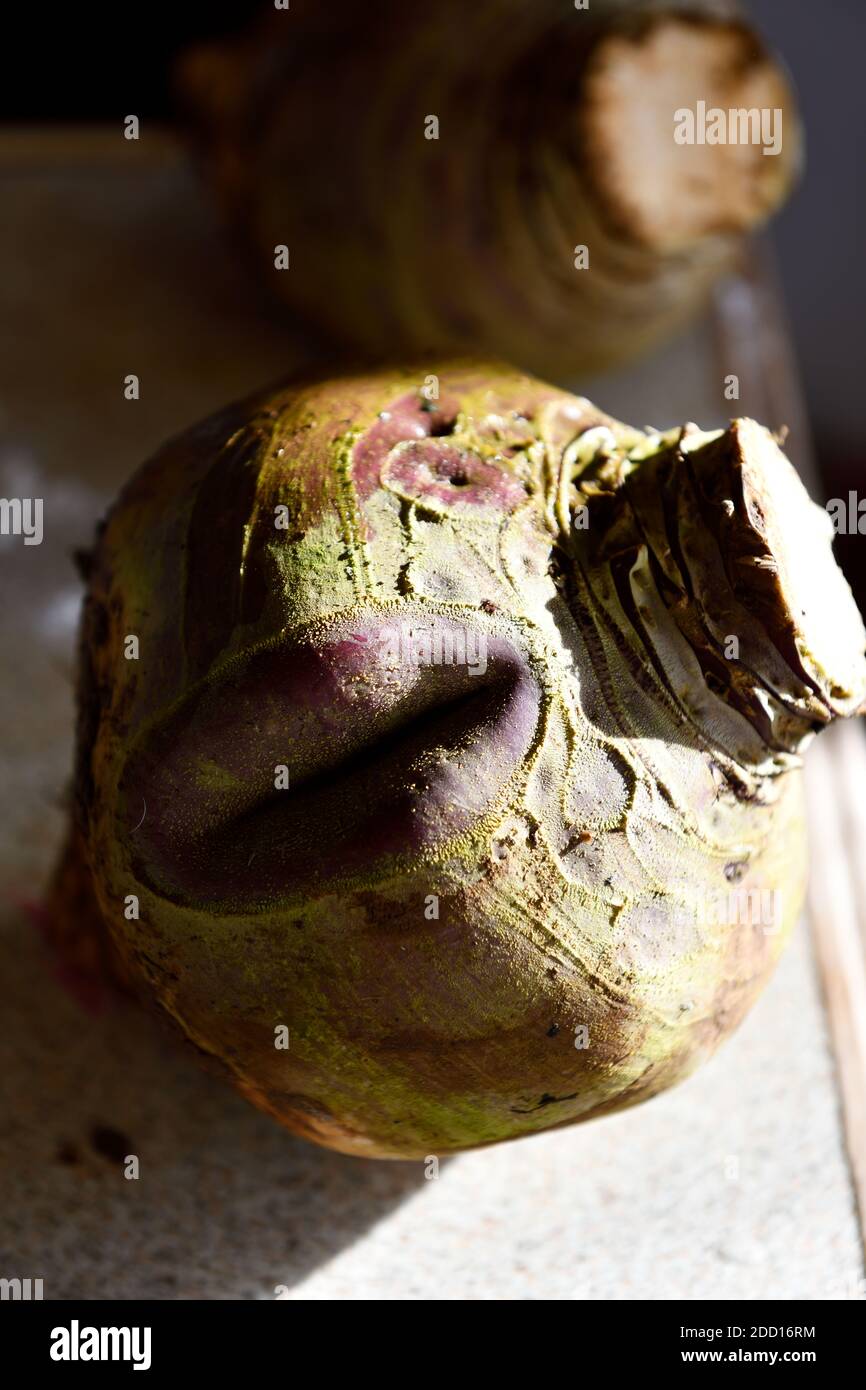 Swede (Brassica napobrassica) Veg with unusual Shape Stock Photo