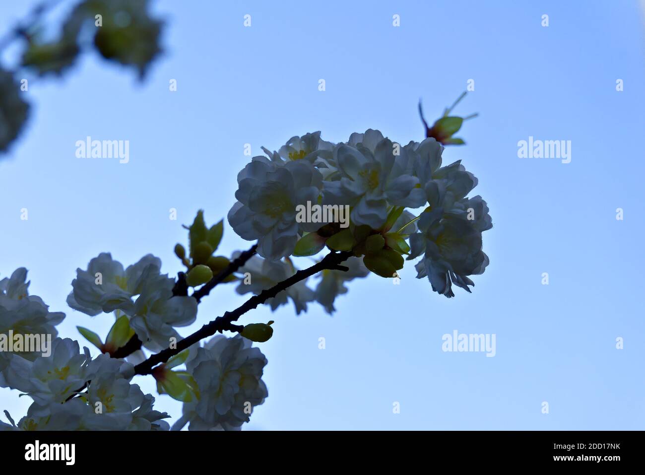 Branch of white cherry blossoms, fake plastic tree with blue skies. Stock Photo