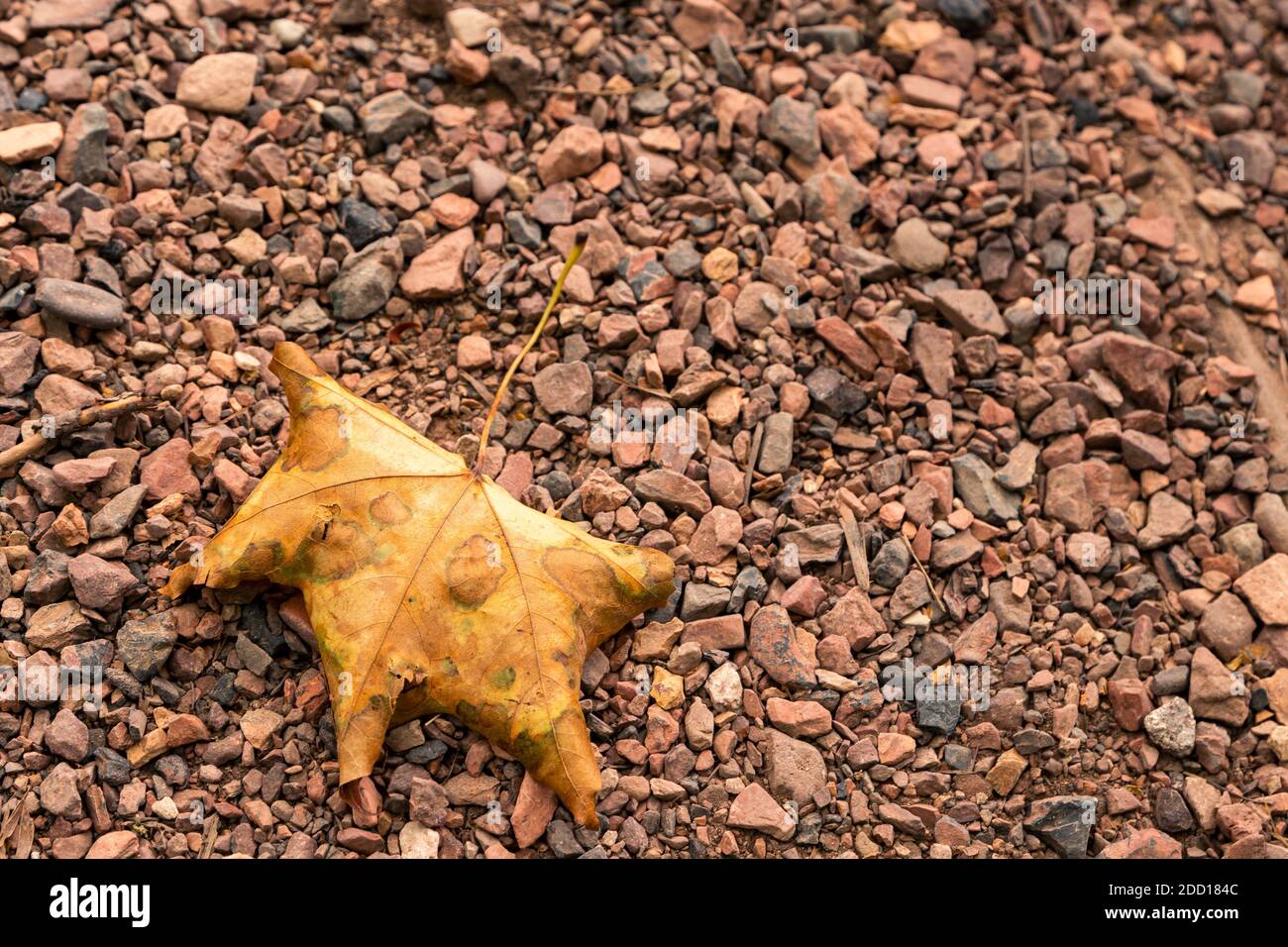 Single Withered Leaf High Resolution Stock Photography and Images - Alamy