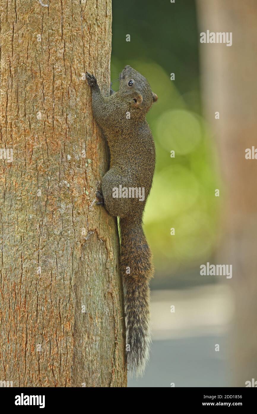 Pallas's Squirrel (Callosciurus erythraeus) adult clinging to tree trunk  Taipei, Taiwan             April Stock Photo