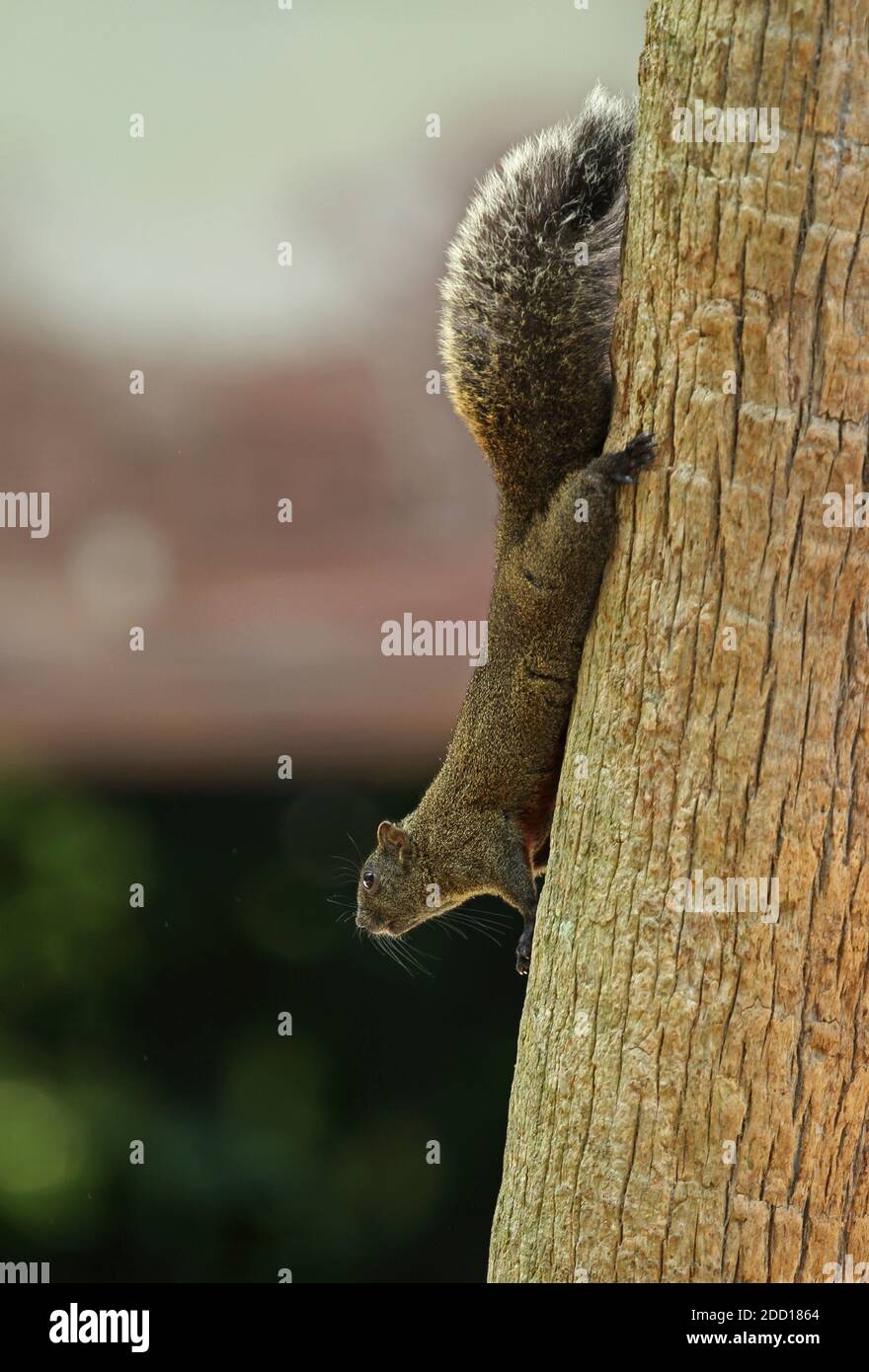 Pallas's Squirrel (Callosciurus erythraeus) adult clinging to tree trunk  Taipei, Taiwan             April Stock Photo