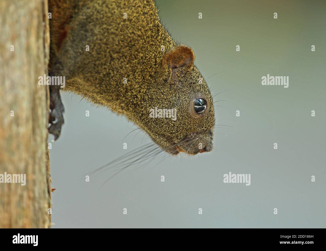 Pallas's Squirrel (Callosciurus erythraeus) close-up of head of adult clinging to tree trunk  Taipei, Taiwan             April Stock Photo