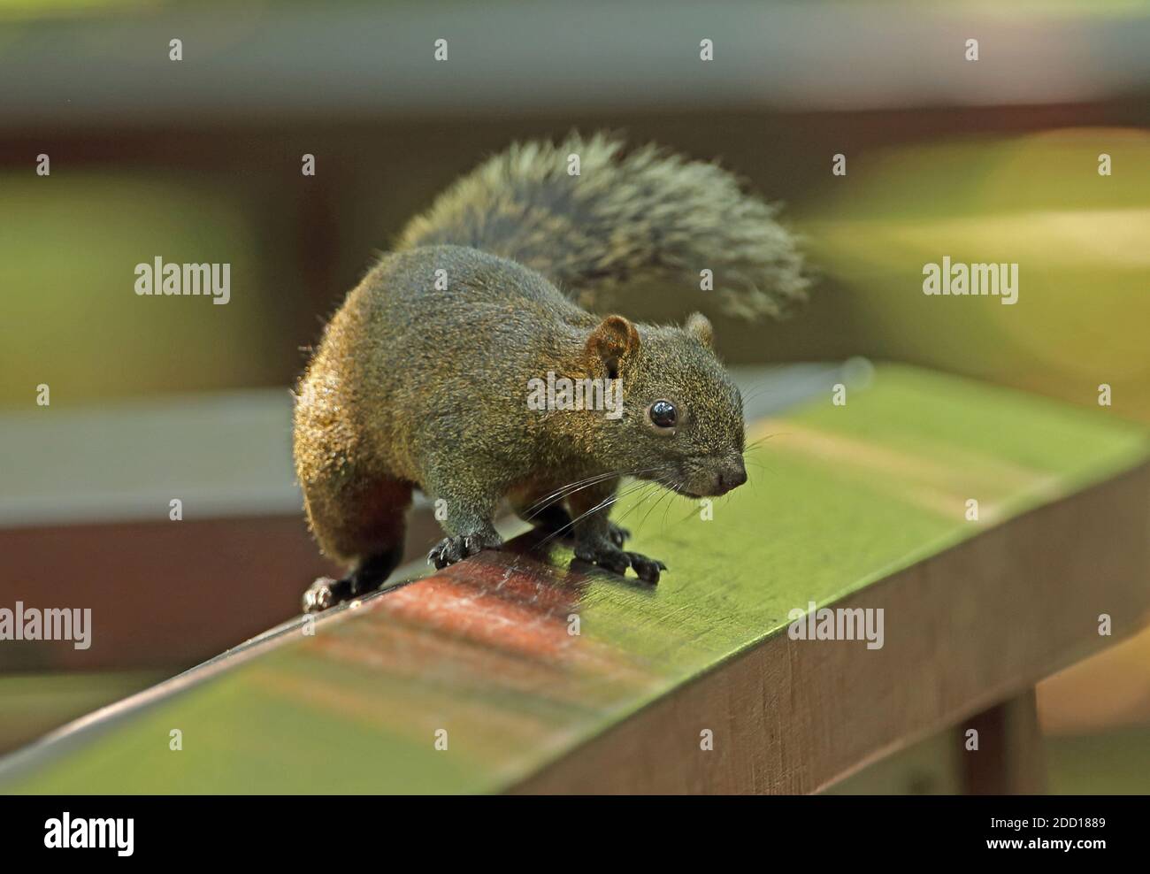Pallas's Squirrel (Callosciurus erythraeus) adult on wooden rail  Taipei, Taiwan             April Stock Photo
