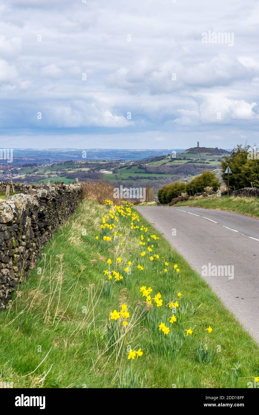 Dafodils on the grass verge of Bradshaw Road, Honley, with Castle Hill