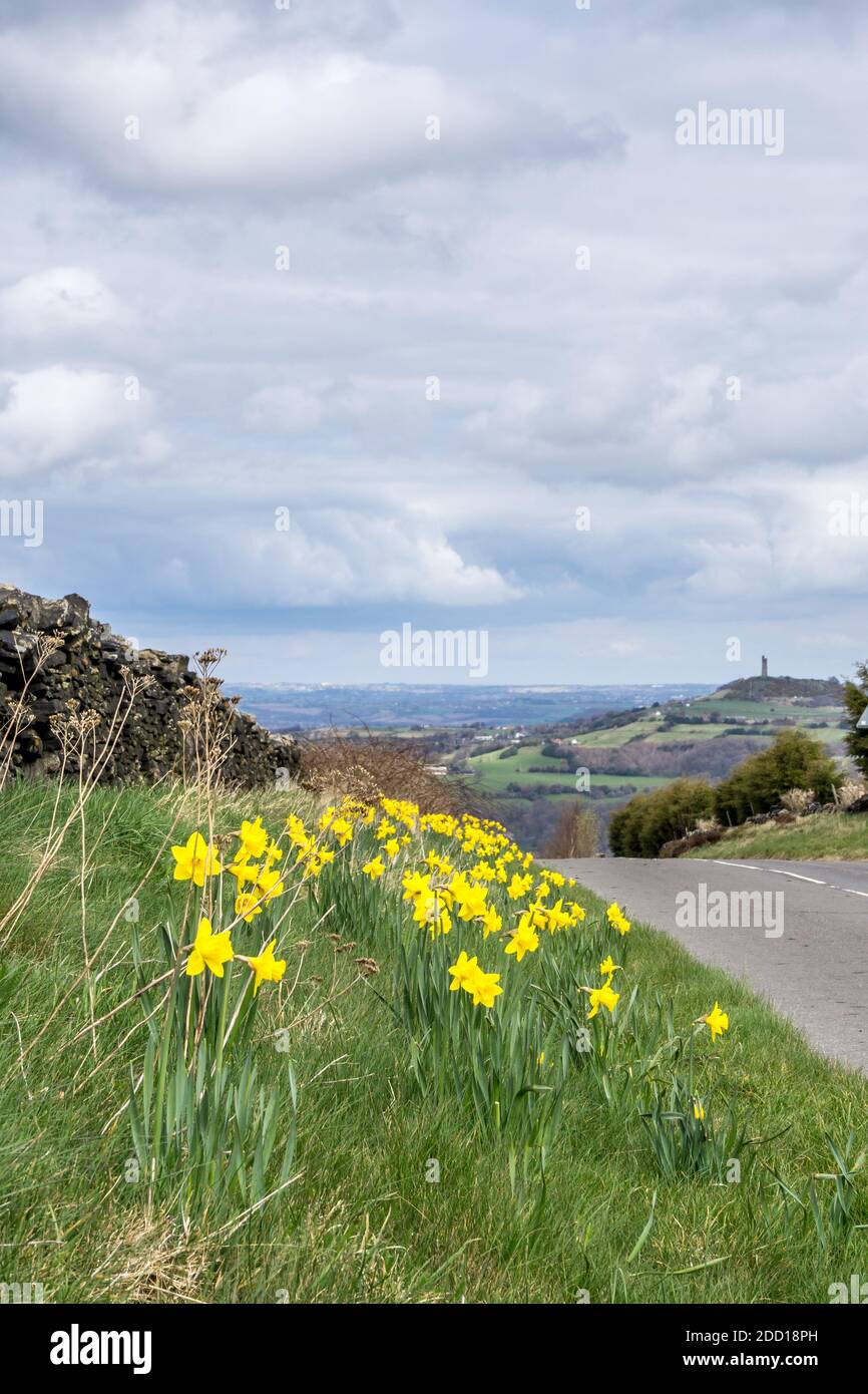 Dafodils on the grass verge of Bradshaw Road, Honley, with Castle Hill