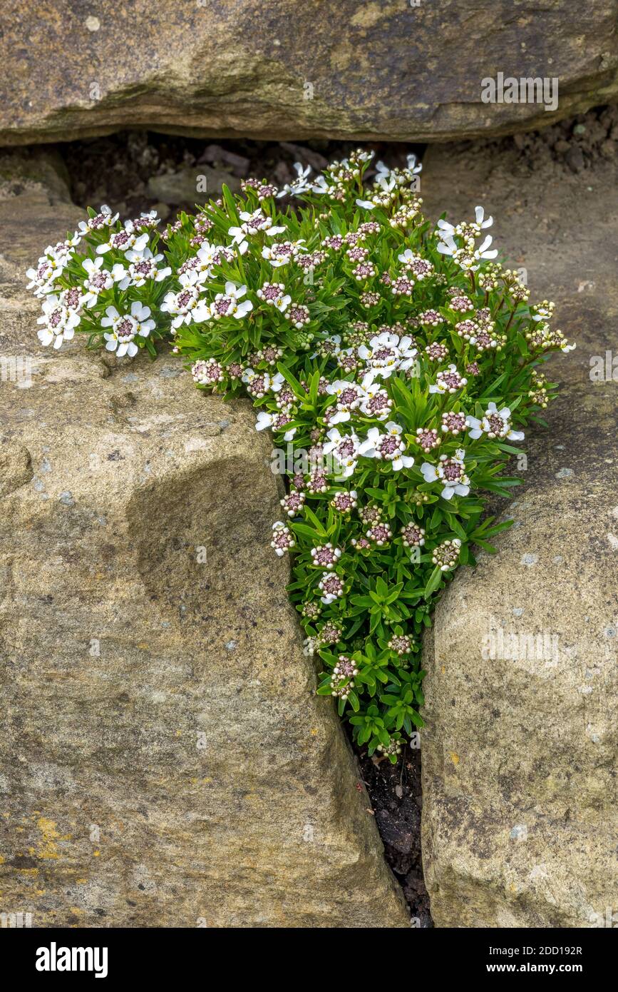 Close up of the flower Candytuft, Iberis Stock Photo