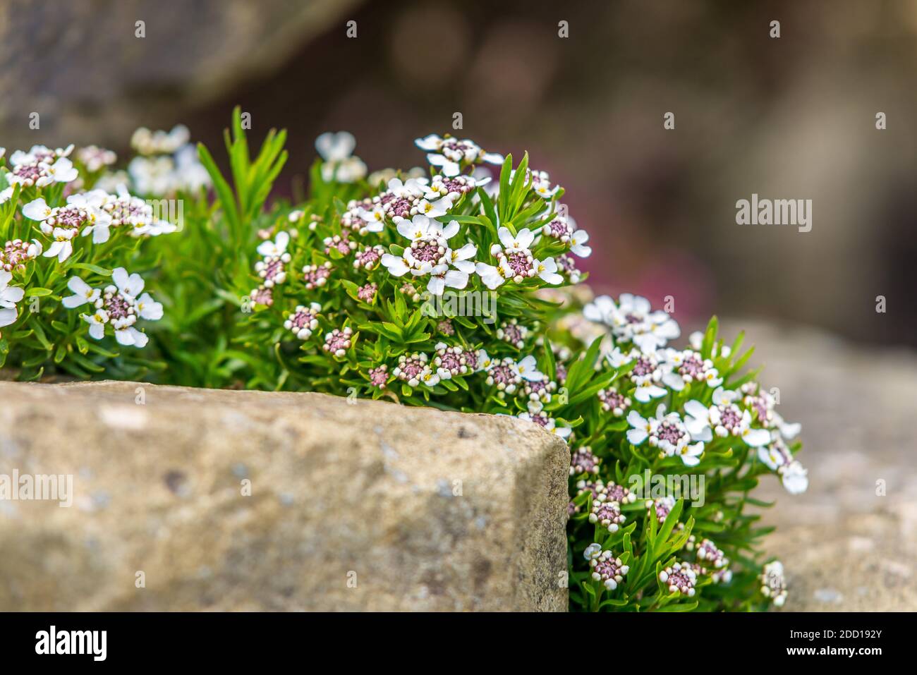 Close up of the flower Candytuft, Iberis Stock Photo