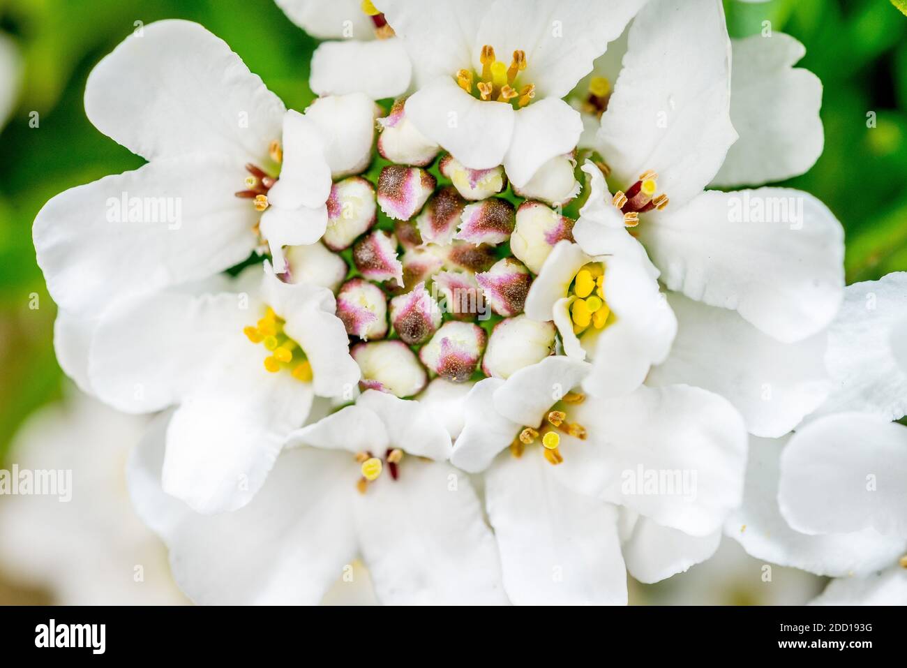 Close up of the flower Candytuft, Iberis Stock Photo
